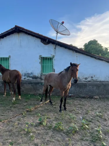 Venda de Cavalo 