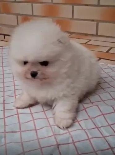 Spitz alemão anao