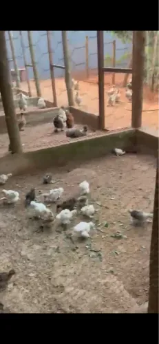 Vendo pintinhos de galinha sedosa do Japão