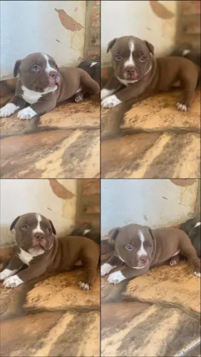 Cachorro América bully