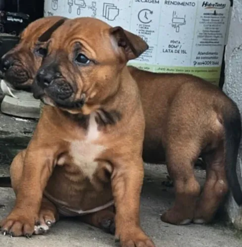 Filhotes American Bully e Decker huntig terrier 