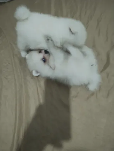 Lulu da pomerania
