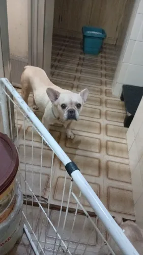 Doação Bulldog Francês 
