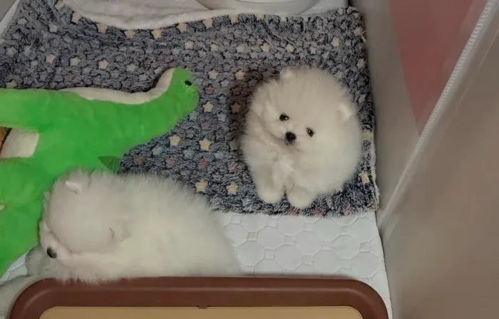 Spitz