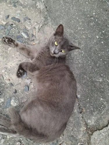 Gatinha para doação castrada 