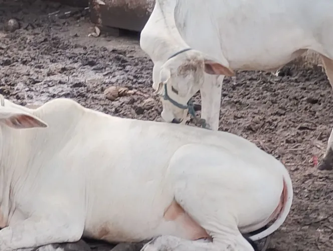 Vacas 