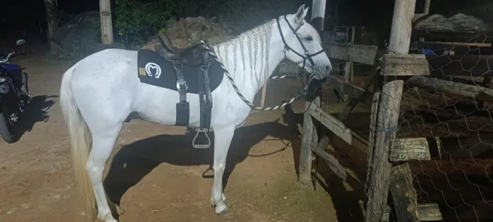 Cavalo Birita Pão Grande , Vários prêmios em concurso de marcha.