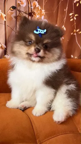 Lulu da Pomerânia - Spitz Alemão Anão - Pronta Entrega