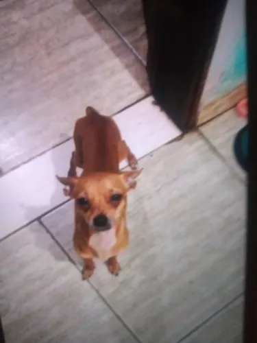 Cachorro pinscher