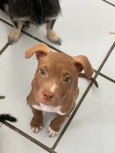 Pit Bull