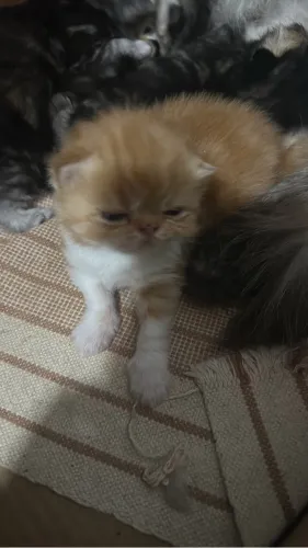 Gatos persas