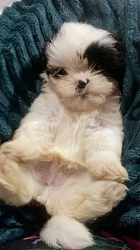 Vende-se filhote de cachorro da raça shiatsu