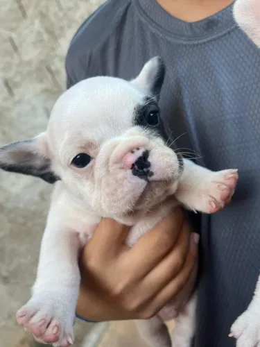 Filhotes de buldog françês