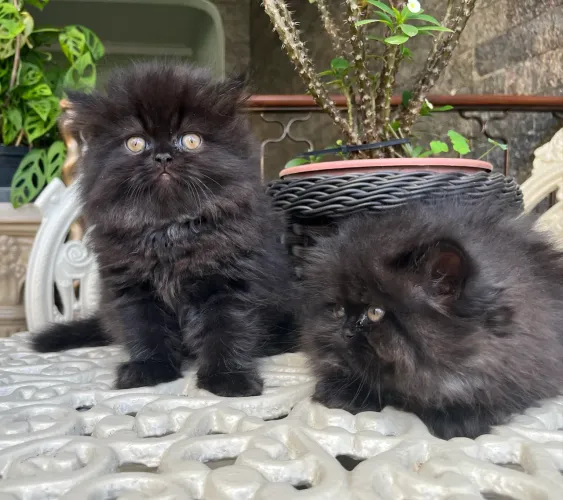Gatinhos Persas