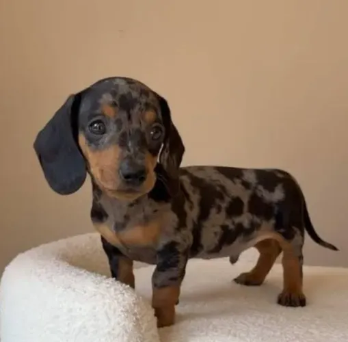 Basset Dachshund Teckel Alerquim Verdadeiros.