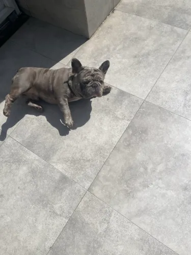 Buldogue francês exotic pra cobertura