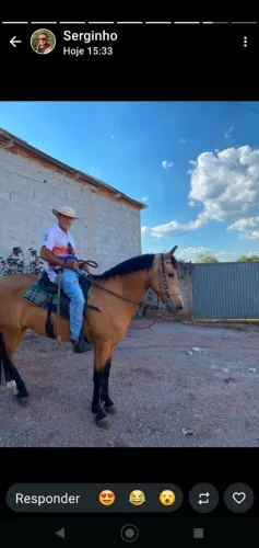 Cavalo baio marcha de centro disponível para venda 