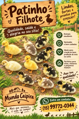Vendo patinhos