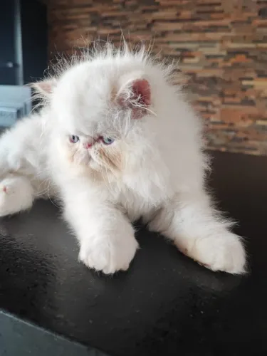 FILHOTE GATO PERSA EXTREMATO 