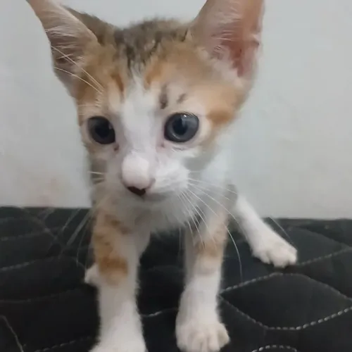 Gato