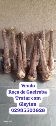 Vendo plantação de gueiroba falar com Gleyton 