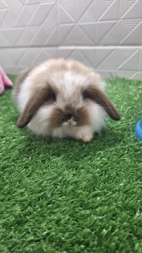 Mini coelhos fuzzy lop 