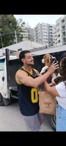Beagles filhotinhos