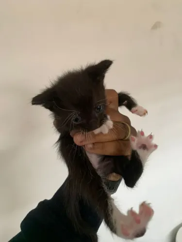 Gato para adoção