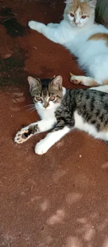 Gato filhote para doação 