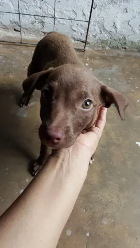 Cachorrinha pra doação 