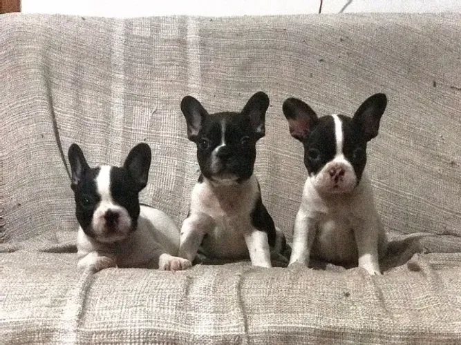 Filhote de Buldogue Francês Para Compartilhar Momentos Cheios de Alegria