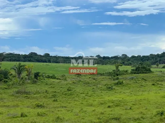 Fazenda 327 alqueires (1.582 hectares) Santarém - PA