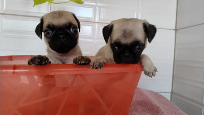 Filhote de Pug Macho