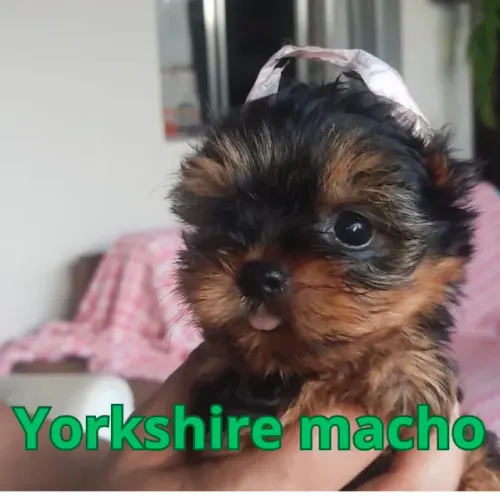 Yorkshire mini machinho