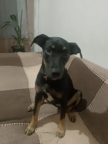 Cachorro ?