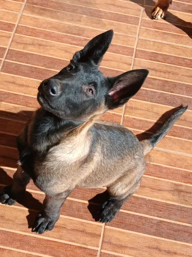 Vendo filhos de malinos 