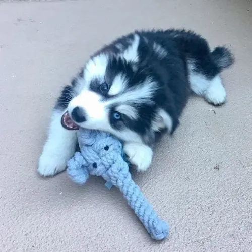 Husky siberiano filhote disponivel