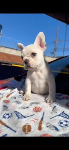 Filhote buldogue Francês
