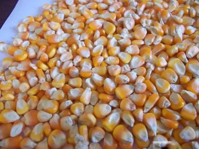 Milho em Grãos,Quirela de Milho moído,Farelo de Soja Produção Propria Direto do Produtor