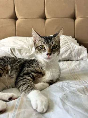 Gatinho amoroso 4 meses castrado