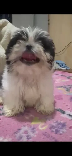 Vendo Filhote de shih-tzu tricolor macho 