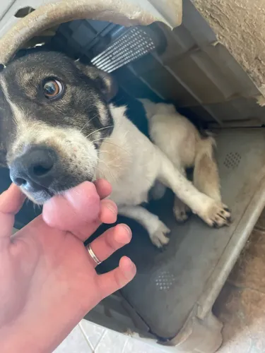 Doação de cachorro macho 