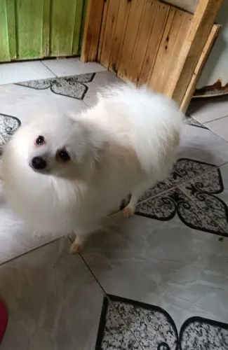 Spitz alemão Lulu da Pomerânia macho adulto