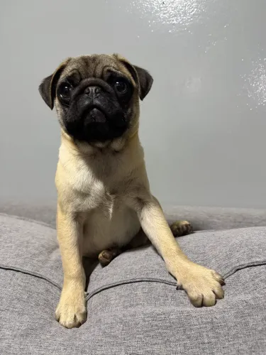 Filhote de Pug Macho
