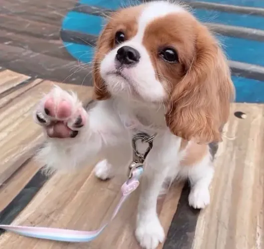Cavalier King Charles de Excelente Linhagem | Contrato de Compra e Venda + Garantias