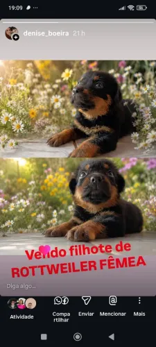 Vendo filhote de ROTTWEILER