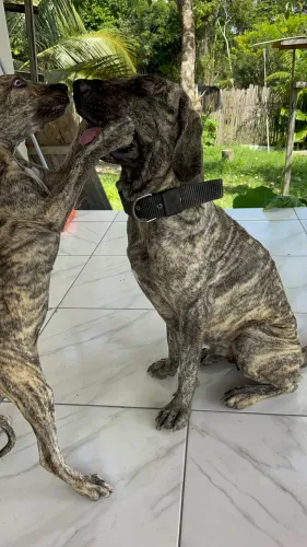 Filhote de Fila Brasileiro 