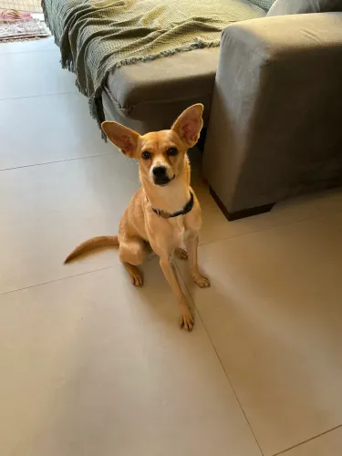 Pipoca: Adoção Responsável 