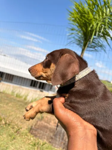 Vendo filhote de Basset, macho chocolate.