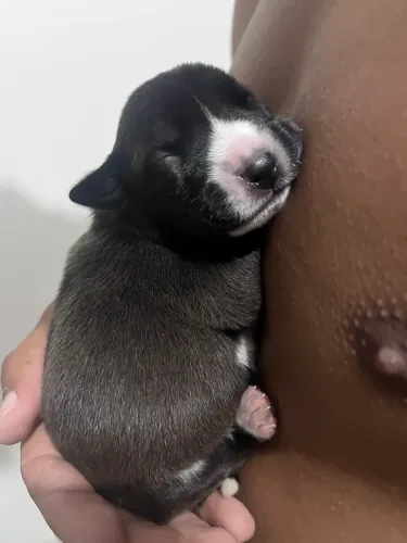 Filhote de pitbull fêmea